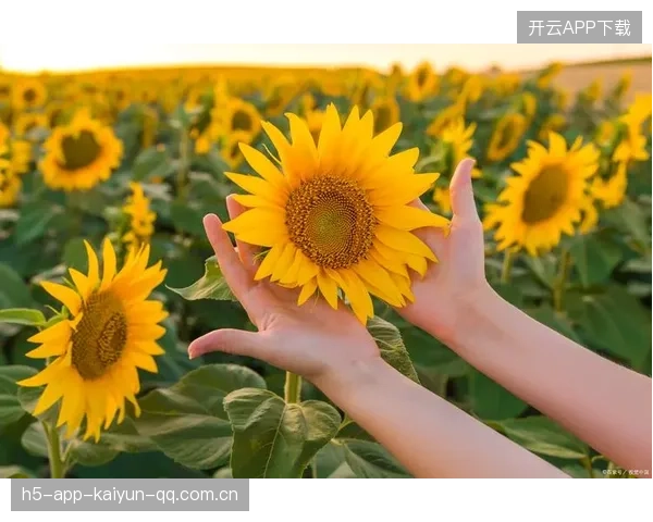 太阳多点开花——点亮生活的无限可能